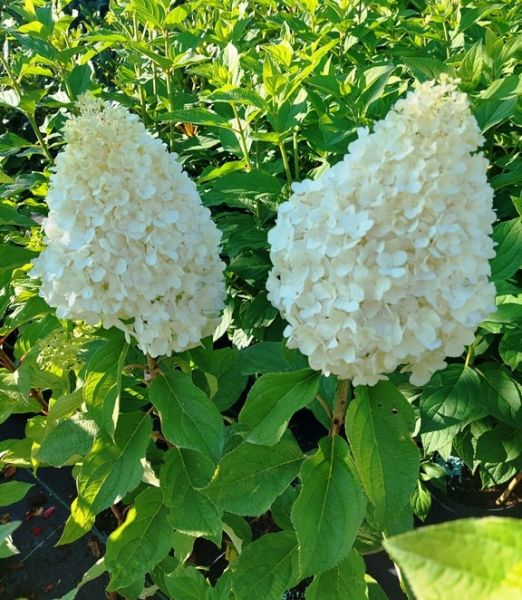 Hydrangea paniculata 'Hercules' ®